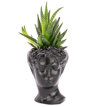 siyah çiçek çeşitleri