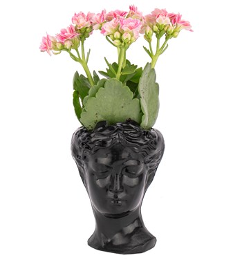 siyah kalanchoe tasarım