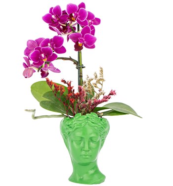 açık yeşil orkide