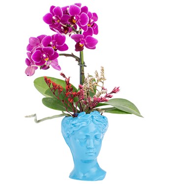 turkuaz mavisi orkide