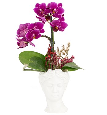 tek dal orkide beyaz