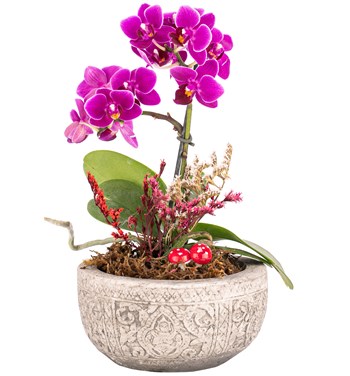 kayıp hazineler orkide sipariş