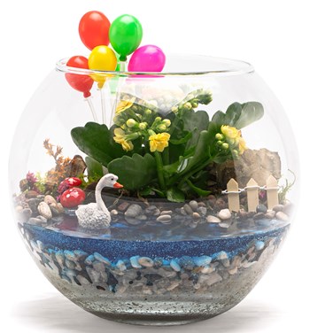 balonlu kalanchoe çeşitleri