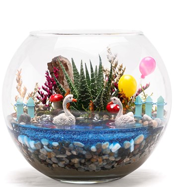 balonlu haworthia çiçeği