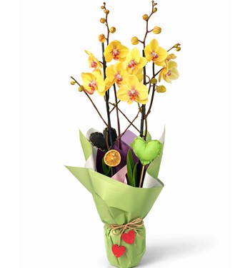Yellow Love Çift Dal Sarı Orkide