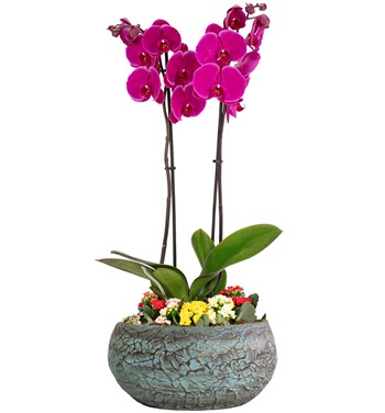 Magnificent Mor Orkide