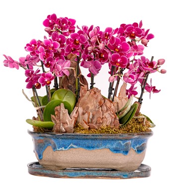 Art of Ceramic Series - Mini Mor Orkideler