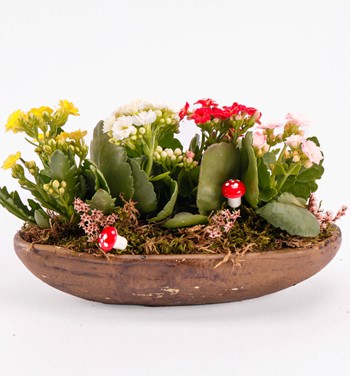 Dekor Saksıda Kalanchoe Tasarım