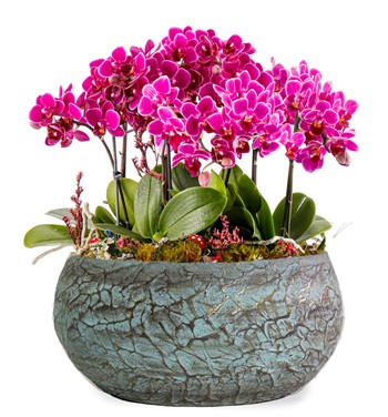 Magnicificent Mini Orkide 