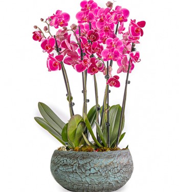 Magnificent Mor Orkide