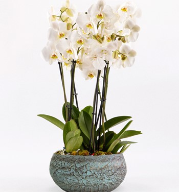Magnificent Beyaz Orkide 