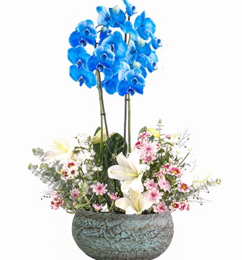 Magnificent Mavi Orkide