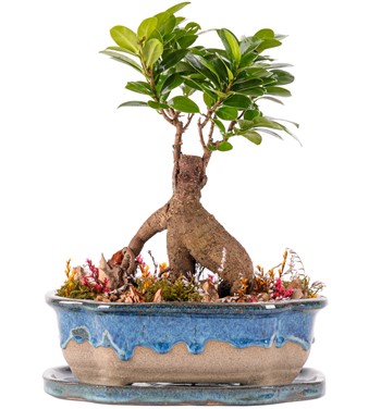 Art of Ceramic Series - Ficus Ginseng Bonsai Tasarım