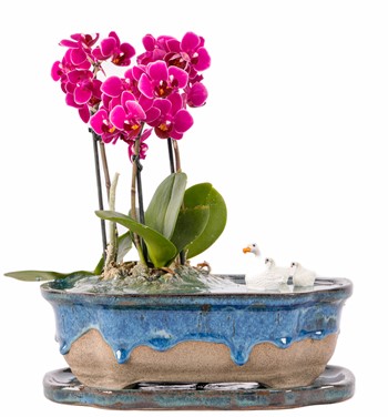 Art of Ceramic Series - Mini Mor Orkideli Teraryum