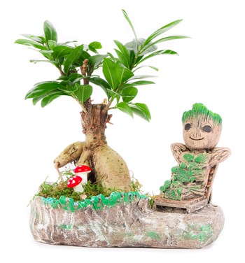 Groot Tatilde Serisi Ficus Ginseng Bonsai Tasarım