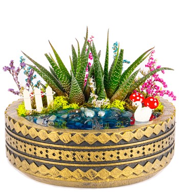 Ring Haworthia Teraryum