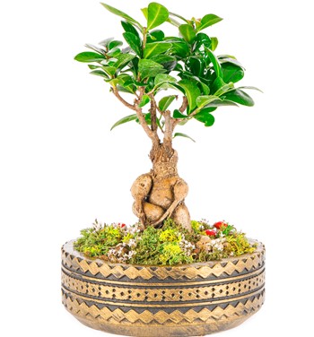 Ring Serisi Bonsai