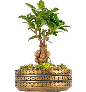Ring Serisi Bonsai