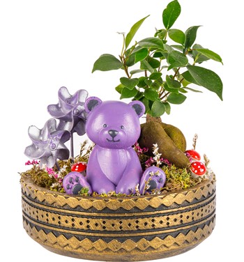 Ring Ayıcıklı Bonsai