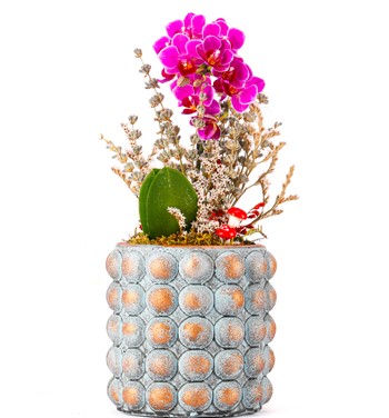 Sweet Candy Serisi Mini Mor Orkide Tasarım