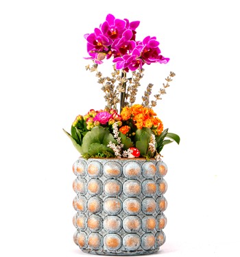 Sweet Candy Serisi Mini Mor Orkide ve Kalanchoe Tasarım