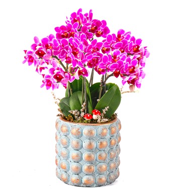 Sweet Candy Serisi 4 Dal Mini Mor Orkide Tasarım