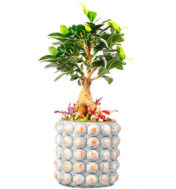 Sweet Candy Serisi Ficus Ginseng Bonsai Tasarım