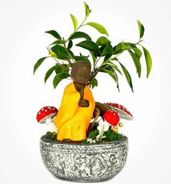 Kayıp Hazineler Serisi Buda Mini Ficus Ginseng Bonsai 
