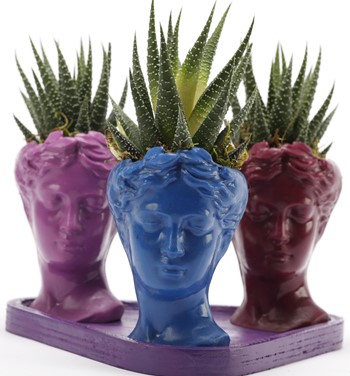 Trio Mini Helen Serisi Haworthia Tasarım - Mor Kaide