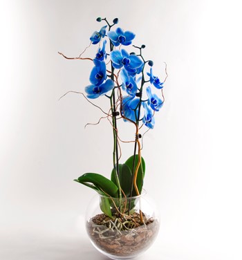 cam saksıda mavi orkide