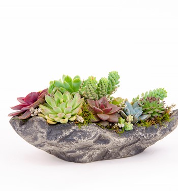 sukulent çiçeği fiyatı