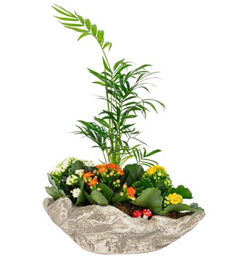 Marineris Serisi Chamadora ve Kalanchoe Tasarım