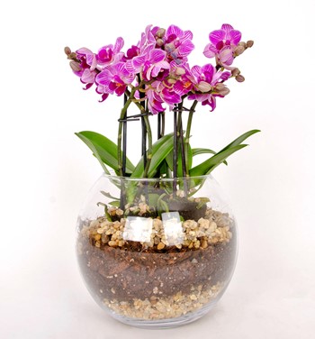 6 dallı orkide tasarım