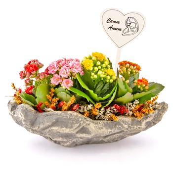 kalanchoe çiçeği