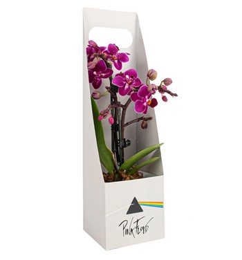 mini orkide sipariş