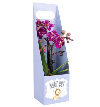 mini mor orkide tasarım