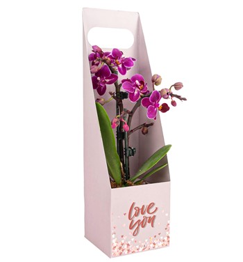 mini orkide sipariş