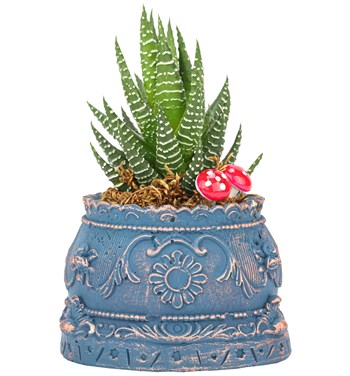 haworthia tasarım çiçek