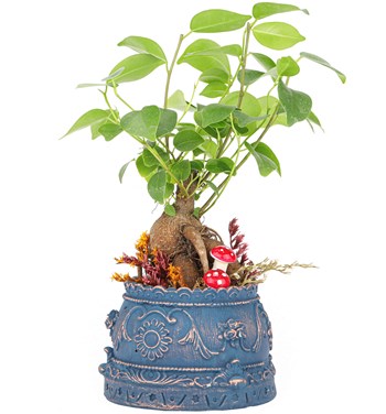 ficus ginseng online