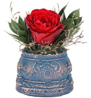 kırmızı güller ve fiyatları