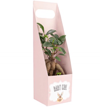 mini ficus bosnai ağacı 