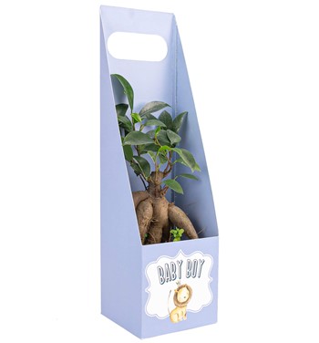 mini ficus bosnai tasarım