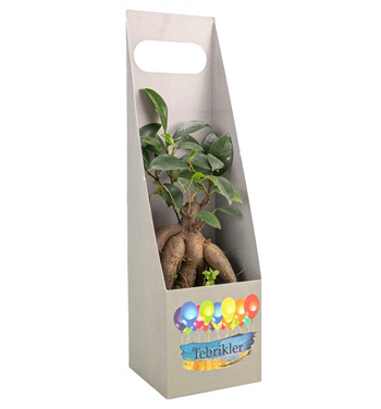 küçük bonsai çiçeği