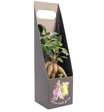 küçük bonsai ağacı