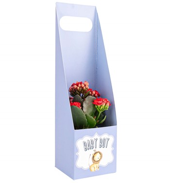 kalanchoe çiçeği fiyatları