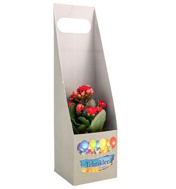 kalanchoe çiçeği fiyatları