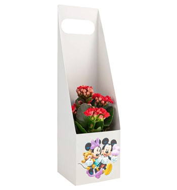 kalanchoe çiçeği fiyatları