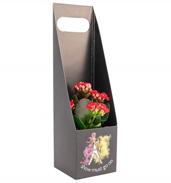 kalanchoe bitkisi uygun fiyatlarla