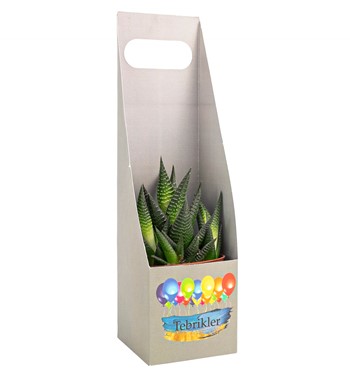 haworthia çiçekler