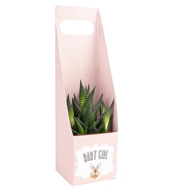 haworthia zebra tasarım